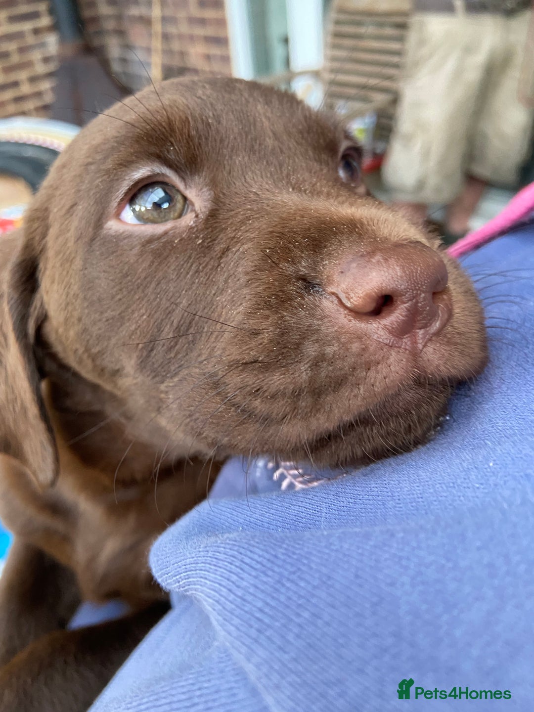 Labrador Retriever dogs for sale: Chunky Chocolate Labrador Puppies - Advert 13