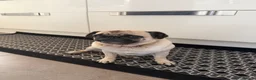 Pug dogs for sale: Two Pug Sisters for Rehoming  in Chelmsford - Advert 8