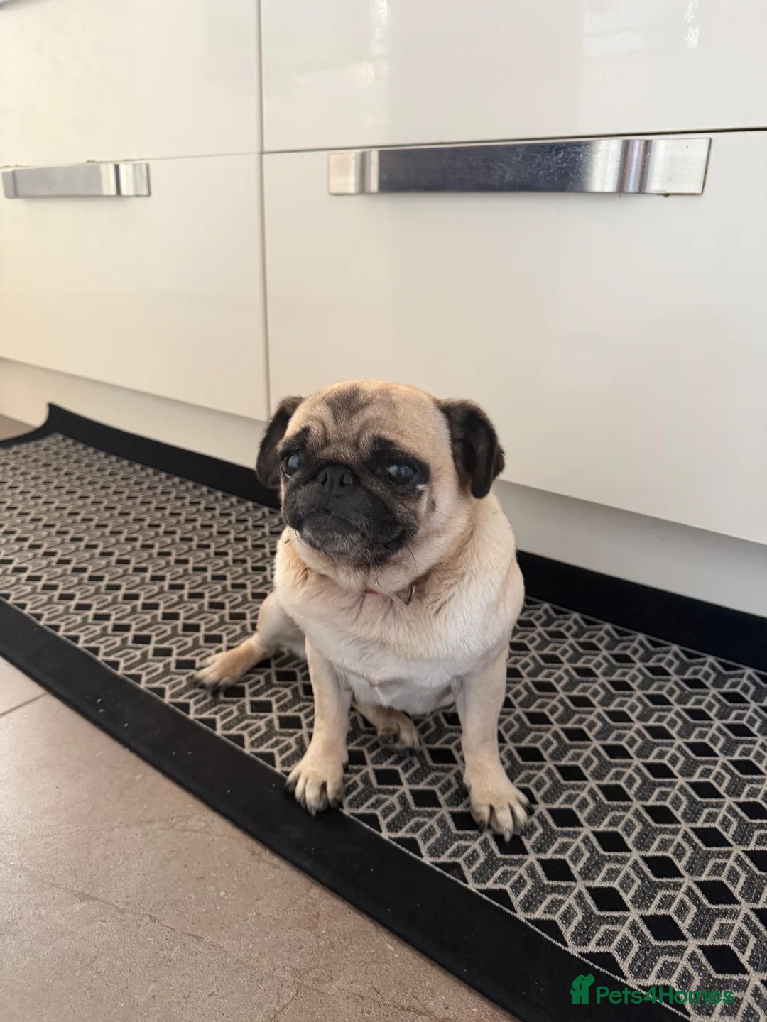 Pug dogs for sale: Two Pug Sisters for Rehoming  in Chelmsford - Advert 8