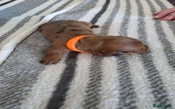 Dachshund dogs for sale: Dachshund tweenies for sale - Image 9