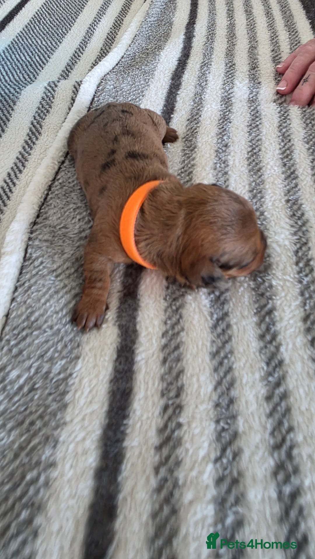 Dachshund dogs for sale: Dachshund tweenies for sale - Image 9