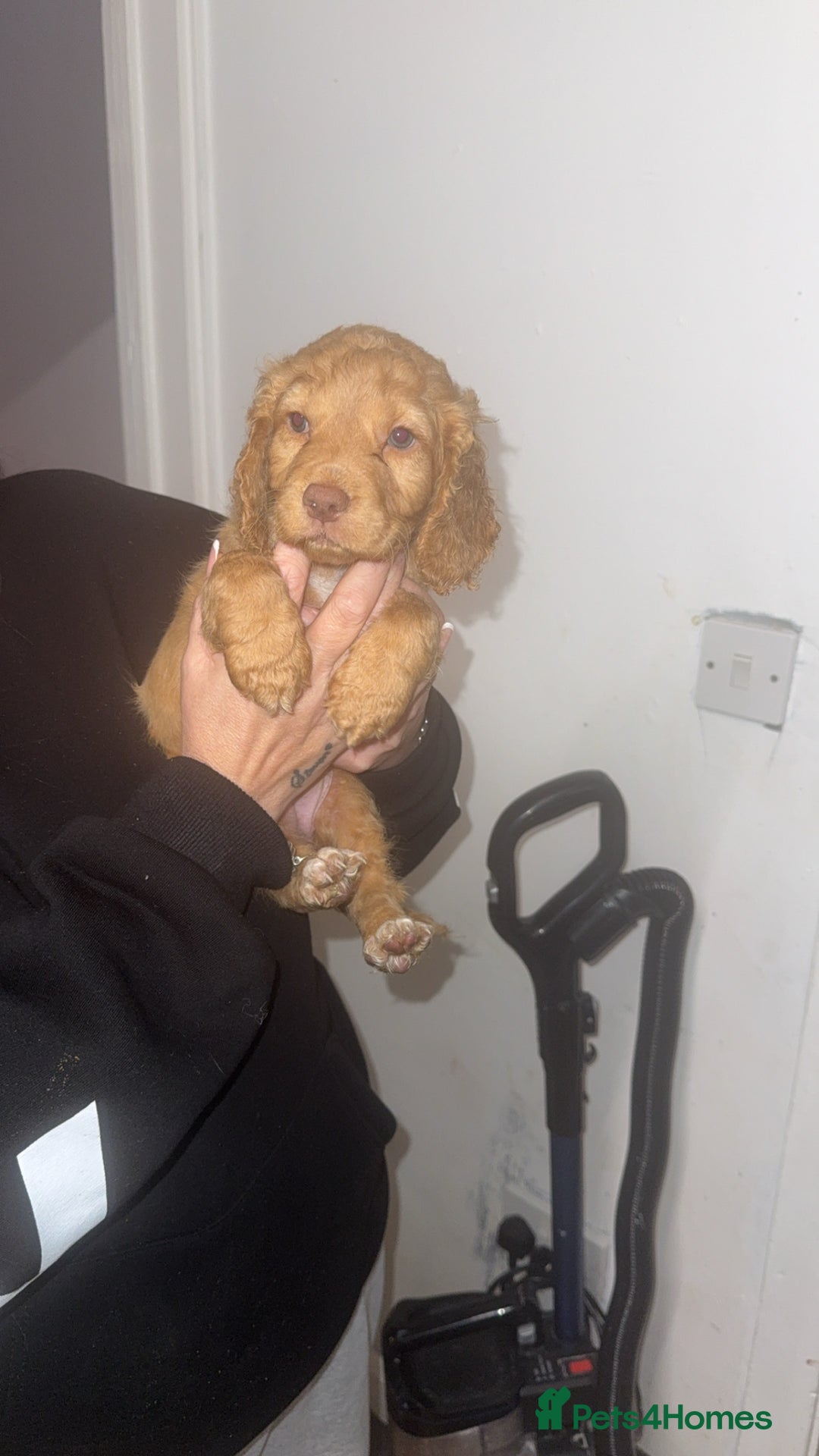 Cocker Spaniel dogs for sale: REDUCED💵cocker spaniel puppies 🩷💙 - Advert 23