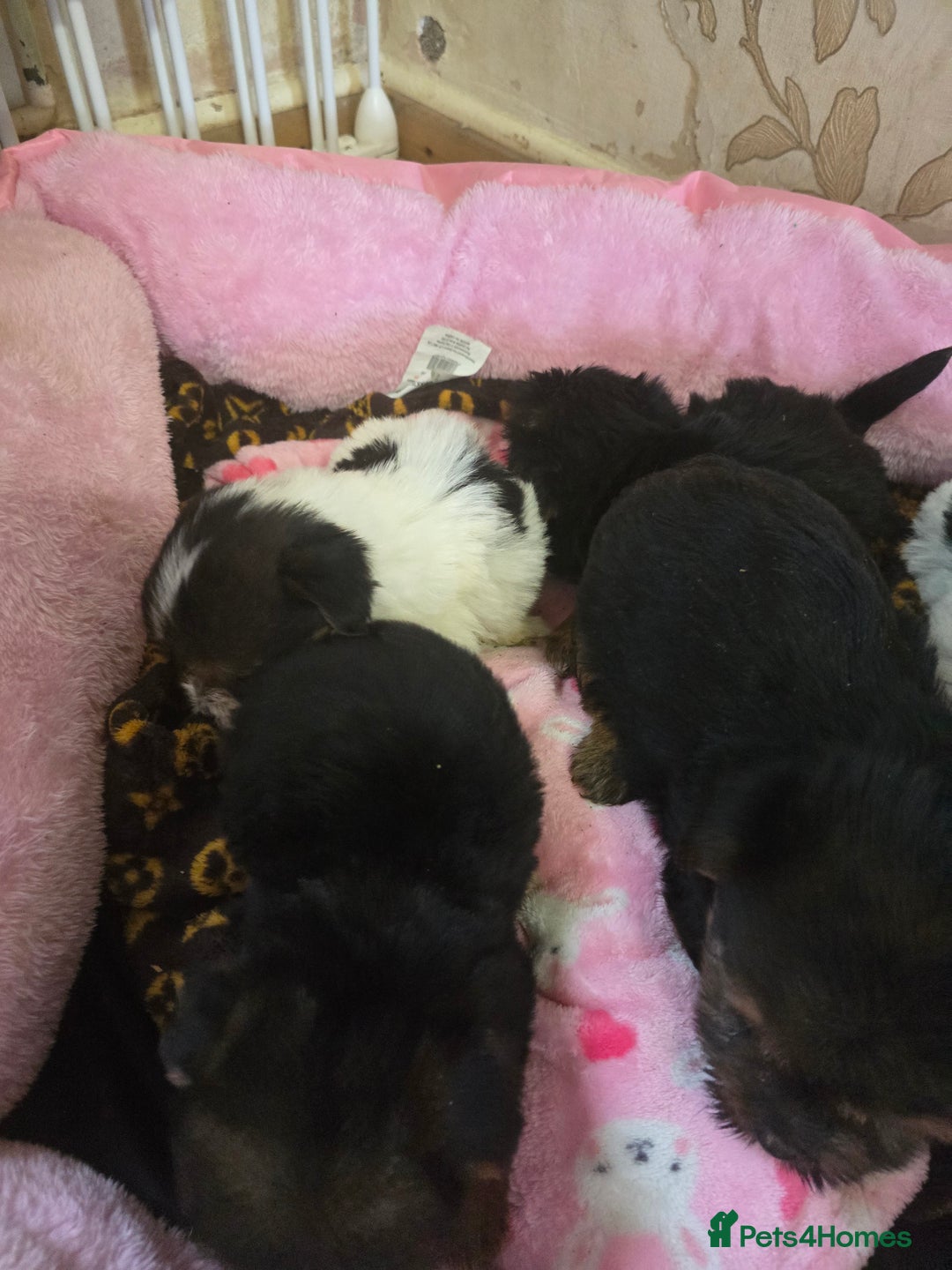 Yorkshire Terrier dogs for sale: 5 yorkies - Image 2