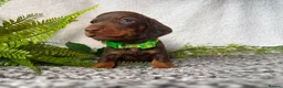 Miniature Dachshund dogs for sale: KC pedigree Mini Dachshund puppies - Advert 15