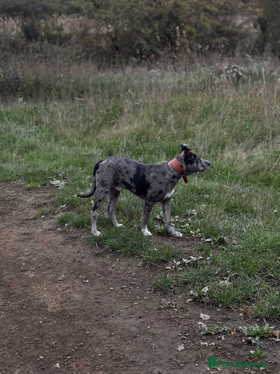 Mixed Breed dogs for sale: Whippet X border collie  - Advert 13