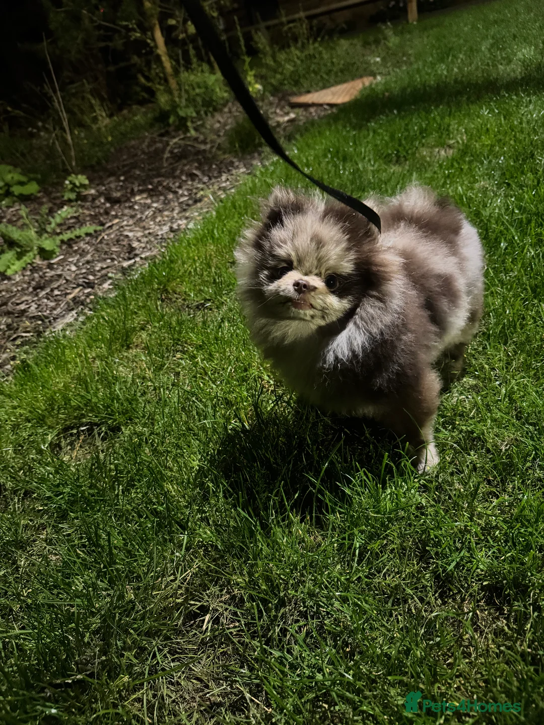 Pomeranian dogs for sale: Exotic Merle Pomeranian Puppy  Rare Colour, - Advert 3