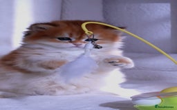 British Longhair cats for sale: ✨Golden British Longhair - Exclusive Kittens✨*🧿 - Advert 10