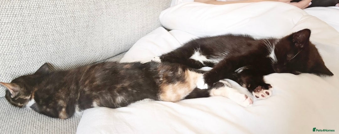 Mixed Breed cats for sale: Delightful mix-breed Siamese-black calico-kittens - Image 8