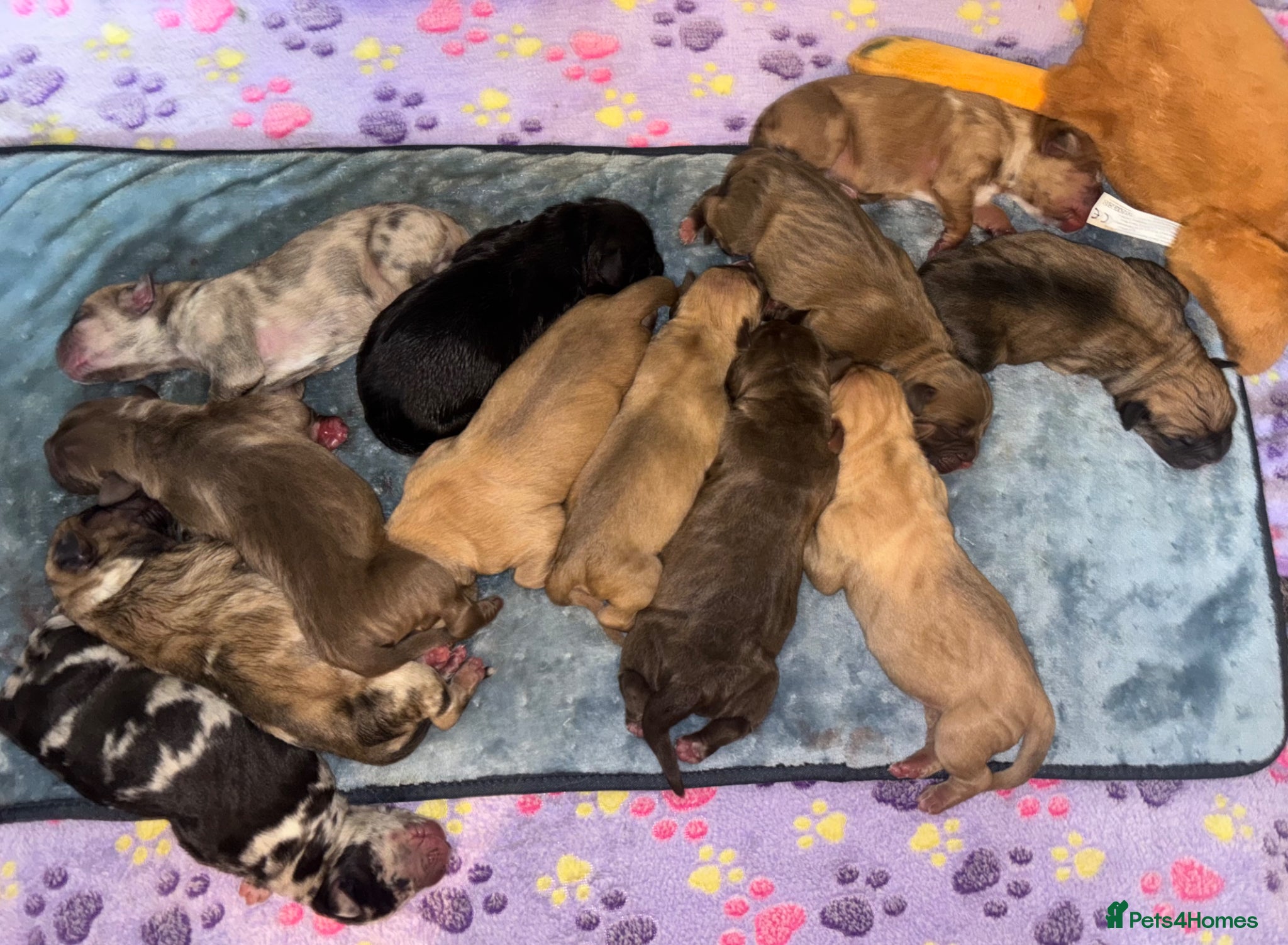 Mixed Breed dogs North American Mastiff X 12 pups - Advert 21