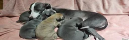 Italian Greyhound dogs for sale: Gorgeous Wiggy puppies 3/4 IG 1/4 Whippet - Advert 3