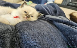 Ragdoll cats for sale: 6 ragdoll kittens  - Image 29