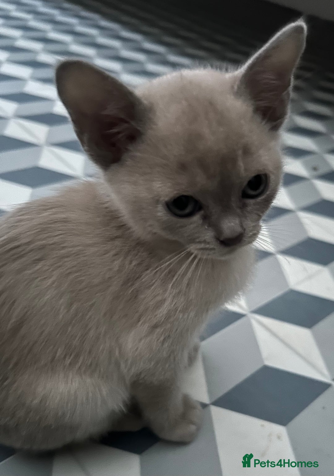 Burmese cats for sale: Stunning Asian Kittens. - Advert 11
