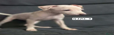 Italian Greyhound 4