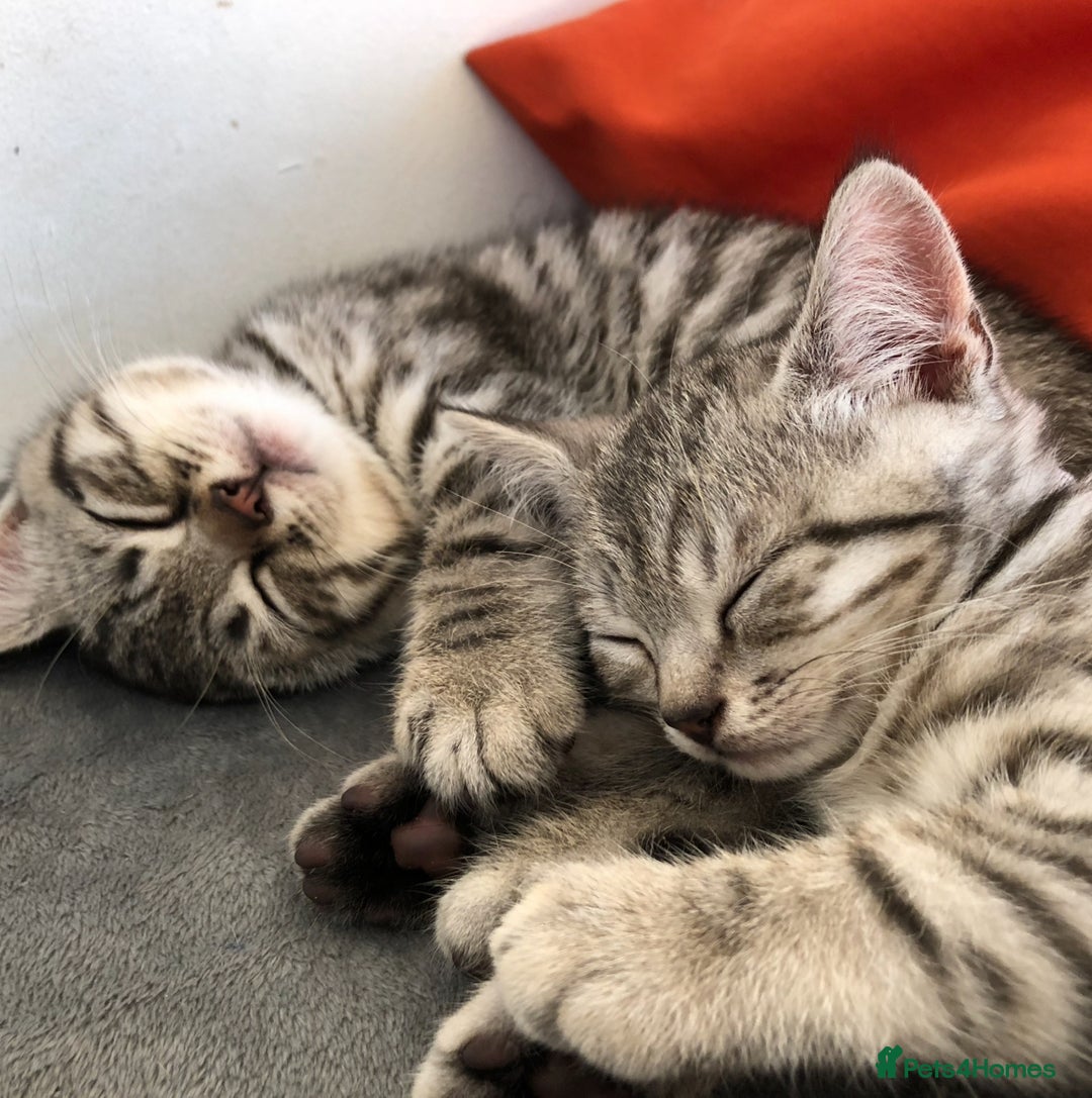 British Shorthair cats for sale: GCCF REGISTERED CHAMPION LINES SILVER SPOTTED BSH - Image 9