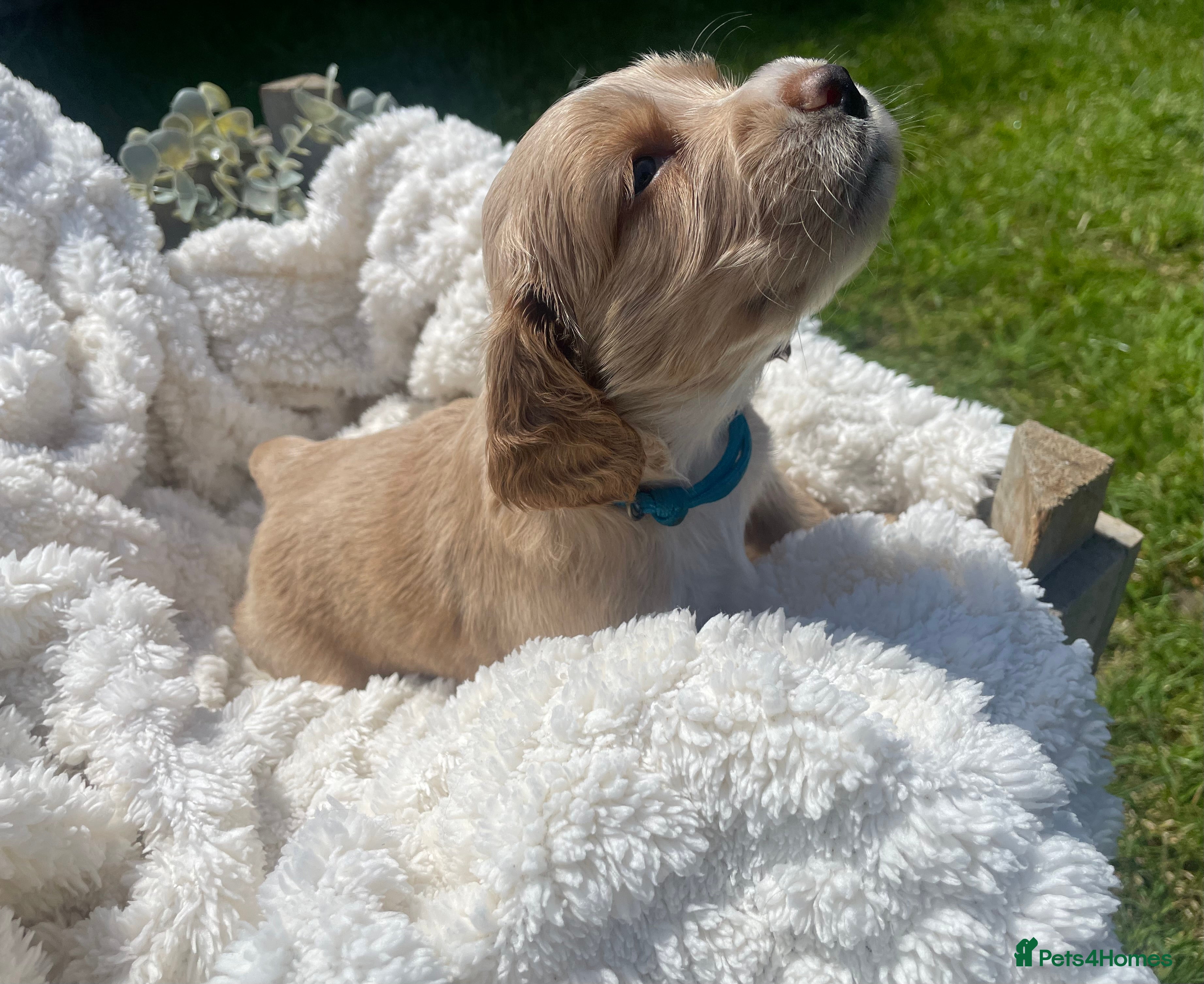 Cockapoo dogs for sale: Stunning F1b Cockapoo puppies - Advert 15