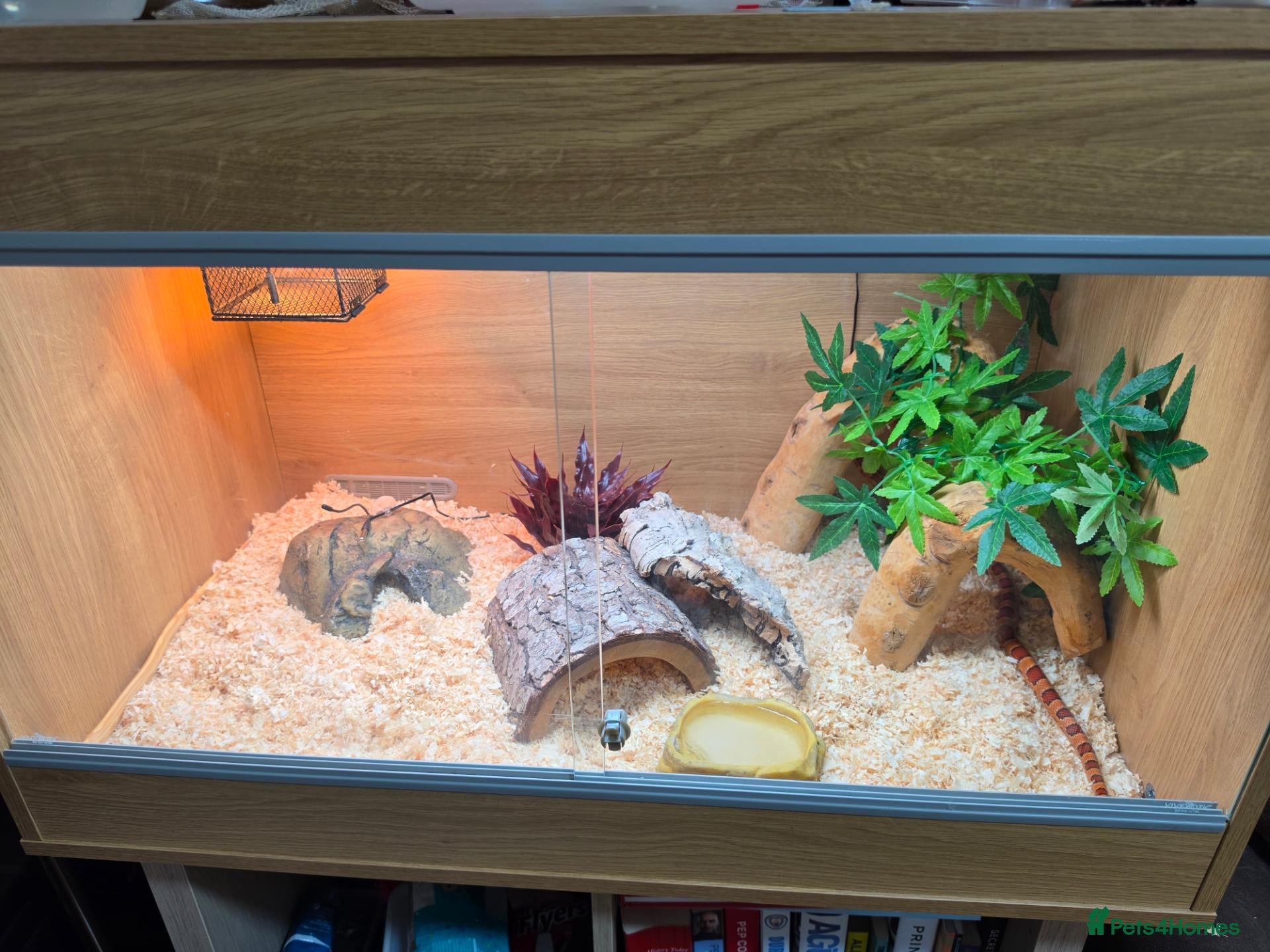 Corn Snake reptiles 2 cornsnakes full setup  - Advert 1