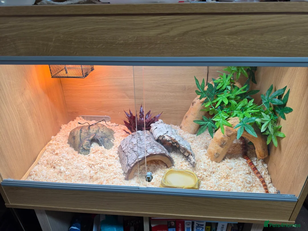 Corn Snake reptiles for sale: 2 cornsnakes full setup  in Ashton-under-Lyne - Advert 1
