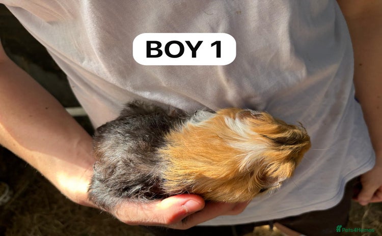 Guinea Pig rodents - Advert 7