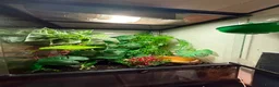 Frog reptiles for sale: Red eyed tree frog complete with set up  - Advert 2