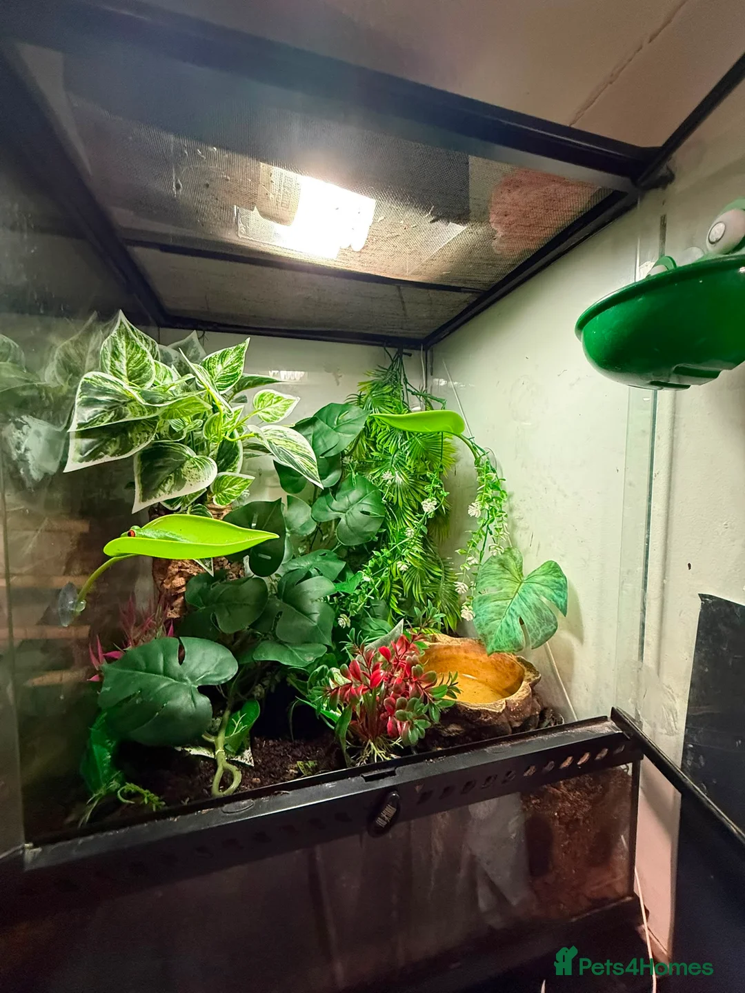 Frog reptiles for sale: Red eyed tree frog complete with set up  - Advert 2