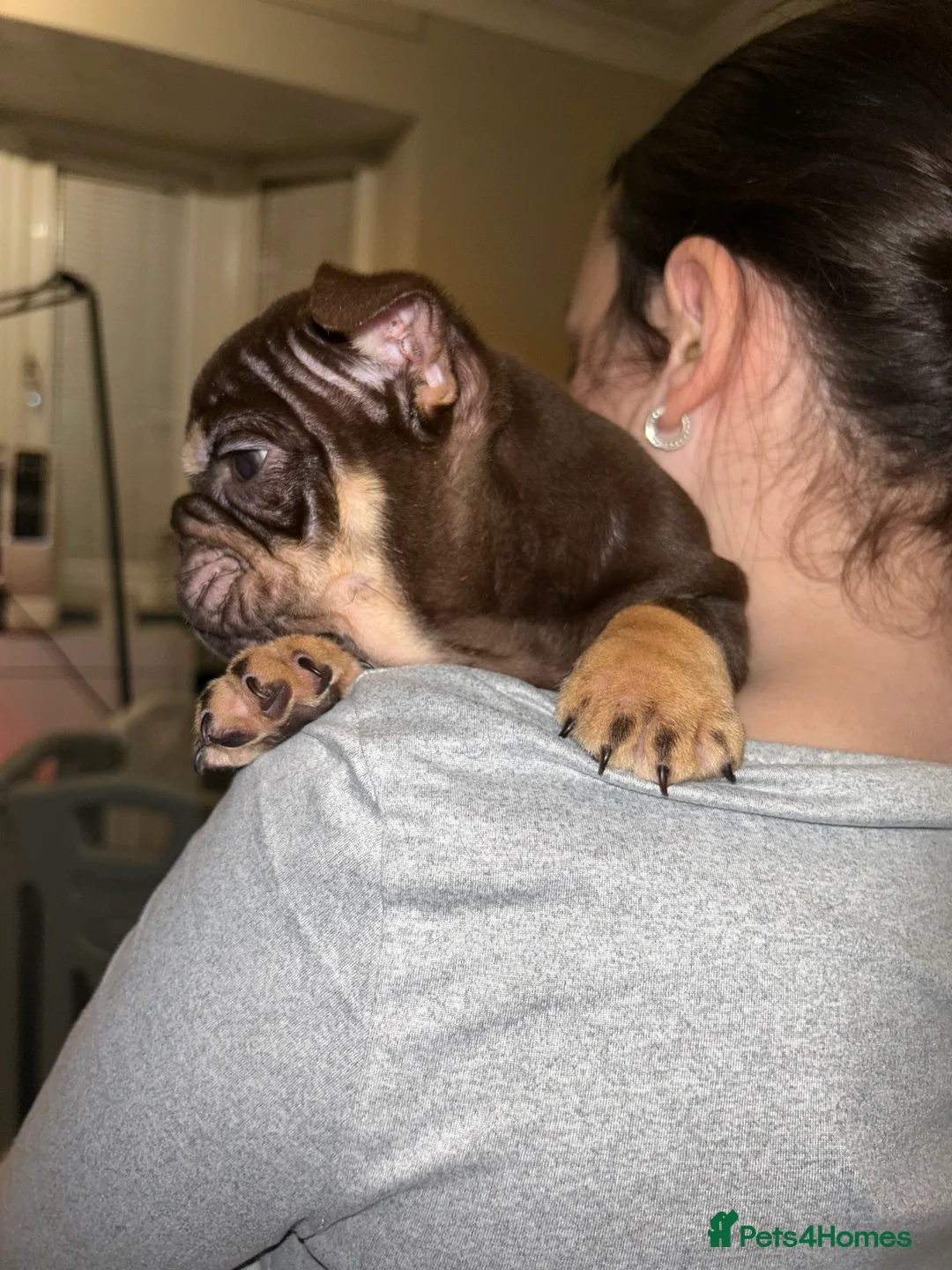 English Bulldog dogs for sale: KOBE X DARLA 5x SMALL COMPACT UNREAL🔥 - Advert 12