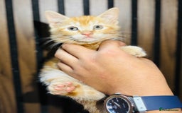 Mixed Breed cats for sale: 🎃 4 Pumpkin Gingers & 2 Phantom Kittens 👻 - Image 26