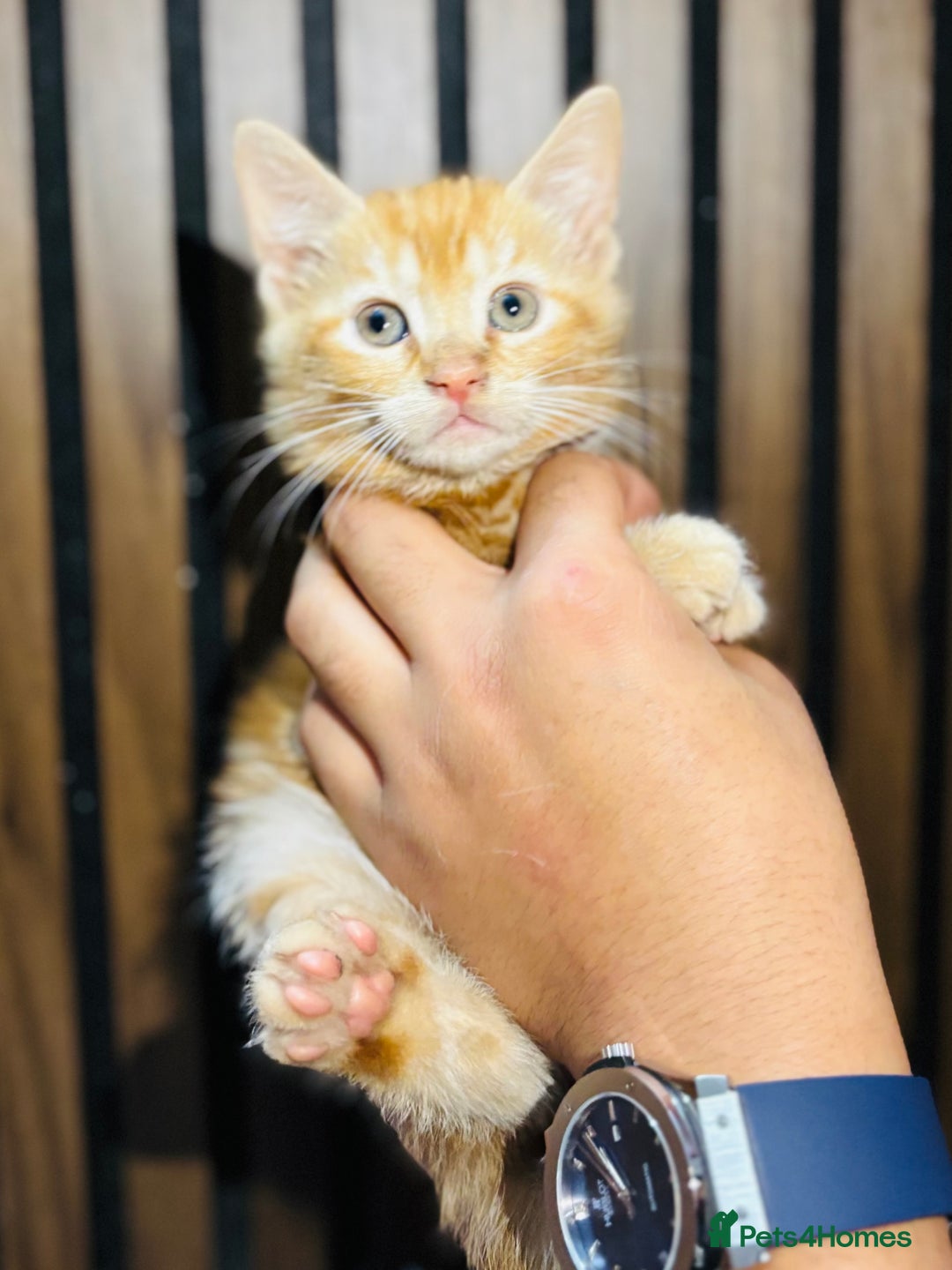 Mixed Breed cats for sale: 🎃 4 Pumpkin Gingers & 2 Phantom Kittens 👻 - Image 26