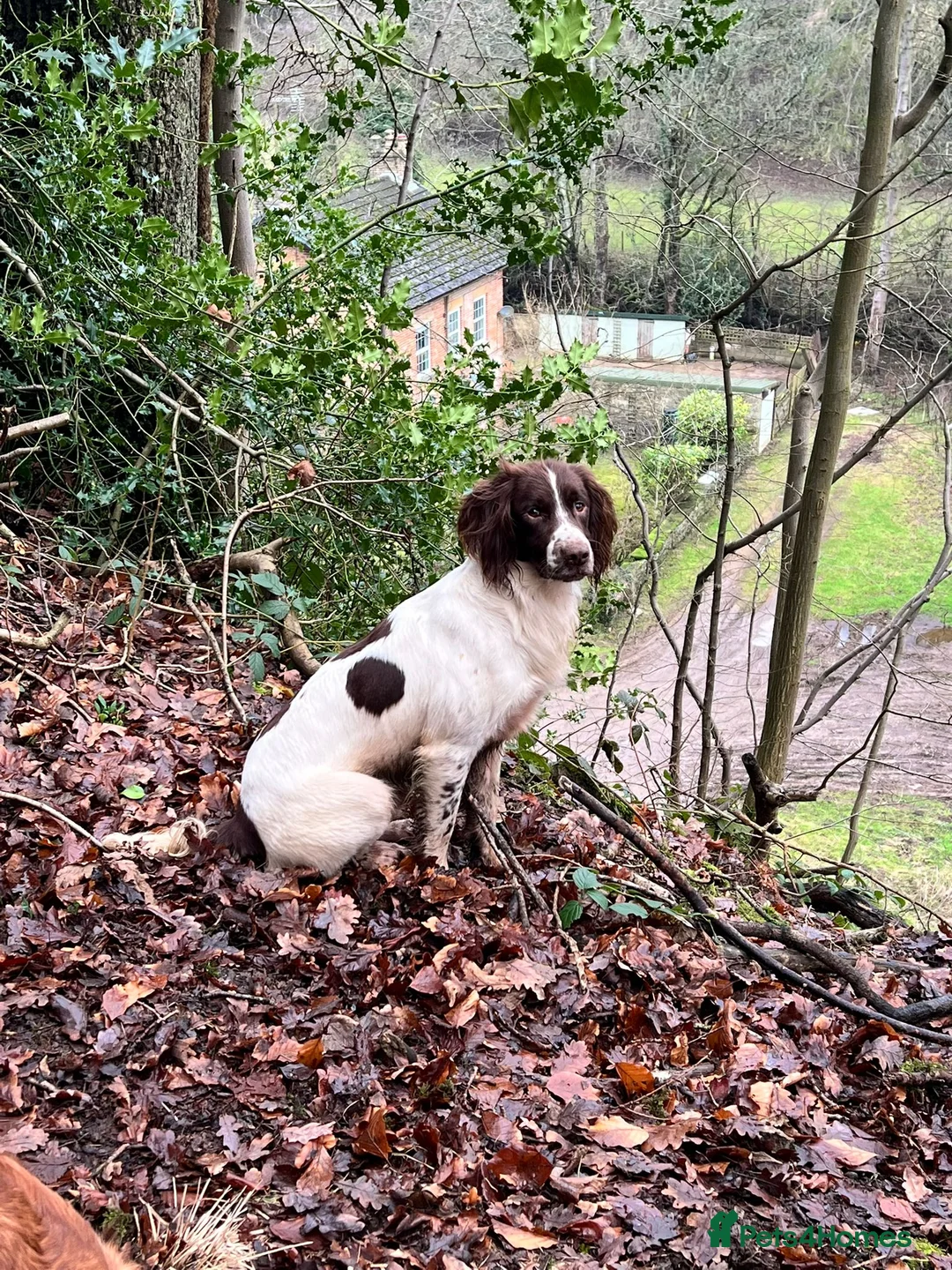 English Springer Spaniel dogs for stud: Expetionally well bred springer  - Advert 3