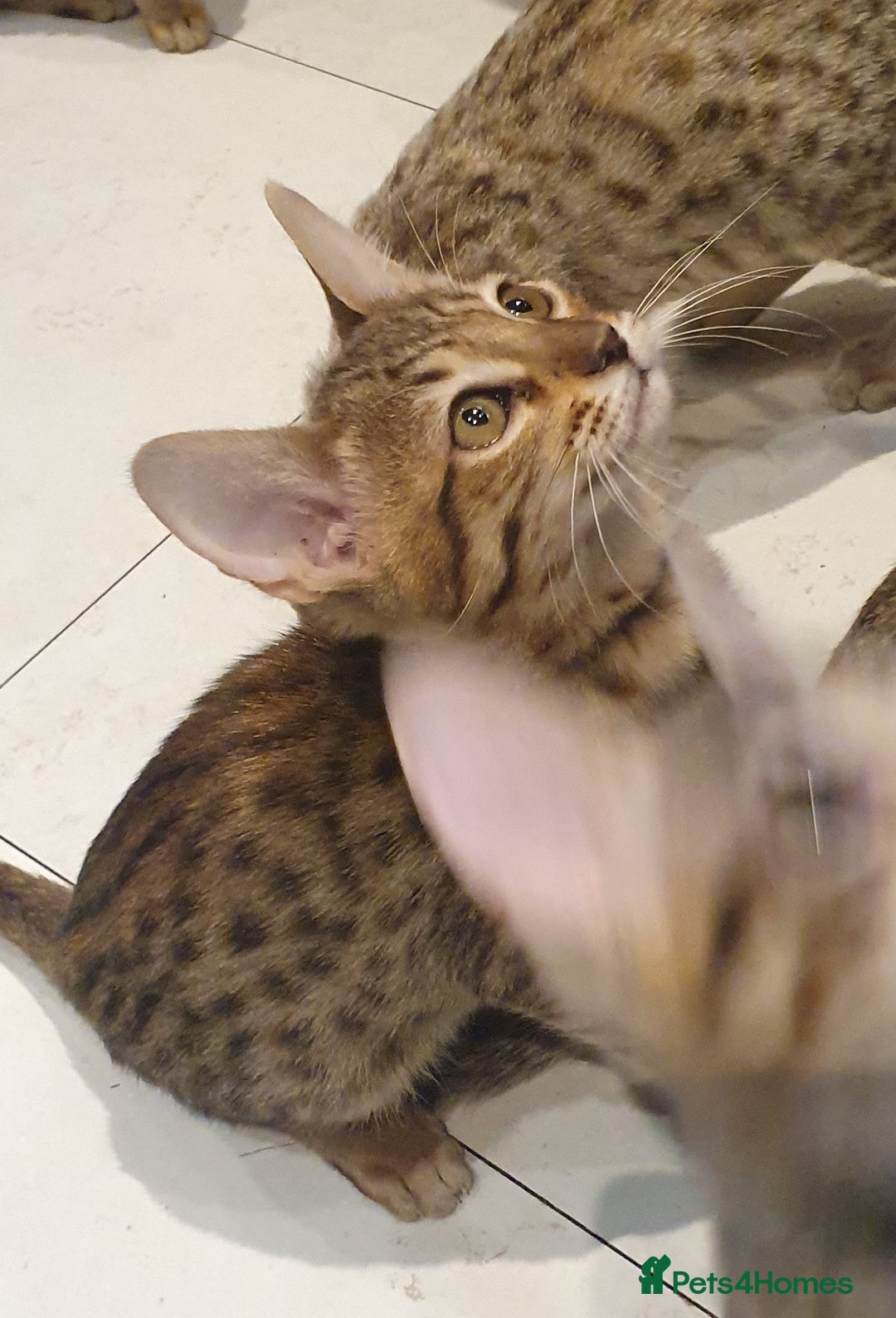 Savannah cats for sale: Fabulous F5 SBT Savannah Kittens! - Image 18