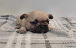 French Bulldog dogs for sale: French bulldog puppies - Image 6