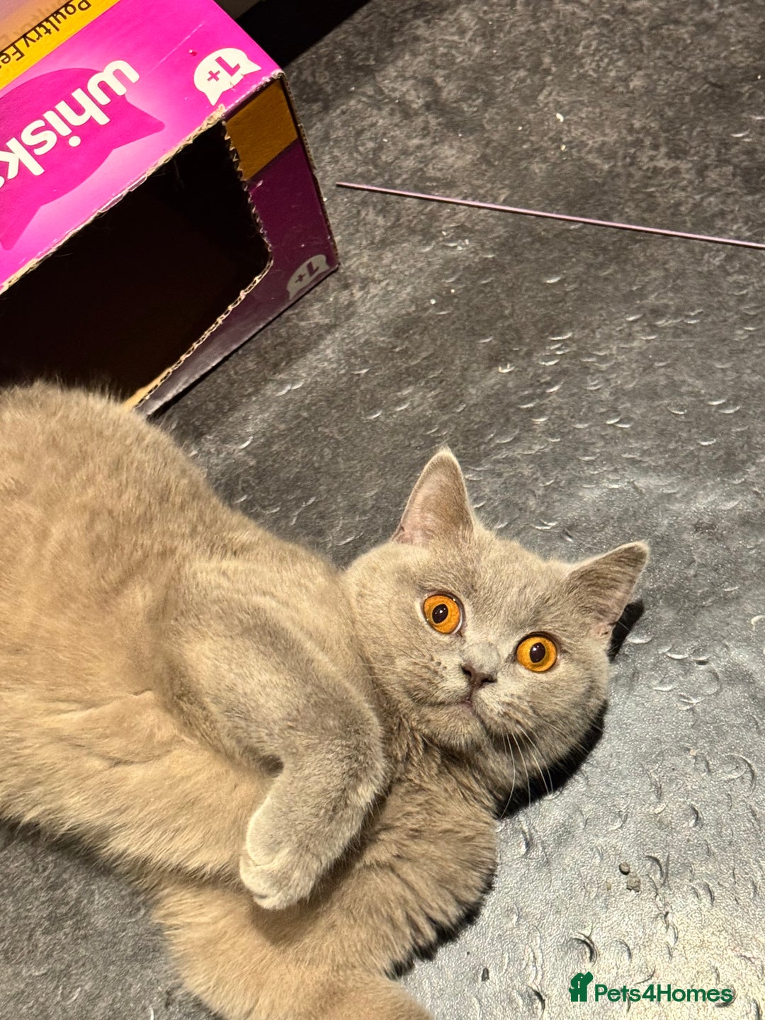 British Shorthair cats for sale: Adorable British Shorthair Kittens Family-Friendly - Advert 9