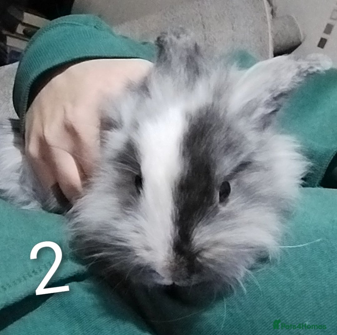 Lionhead rabbits for sale: 4 Female Lionhead available NOW - Advert 6
