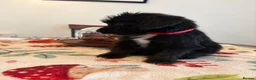Mixed Breed dogs for sale: Bordoodles ready for there forever homes. - Advert 17
