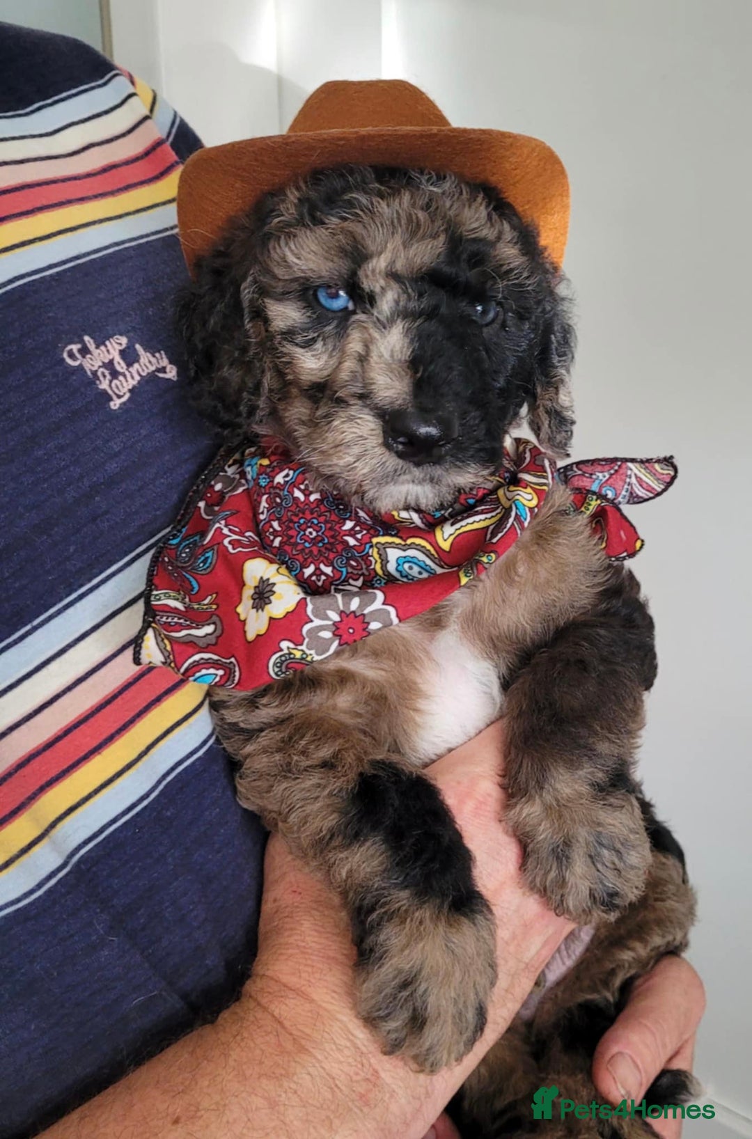 Mixed Breed dogs for sale: Beautiful Unique colours and markings - Image 2