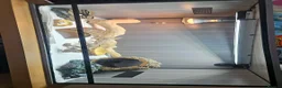 Bearded Dragon reptiles for sale: 4 month old Beardie  in Worcester - Advert 2