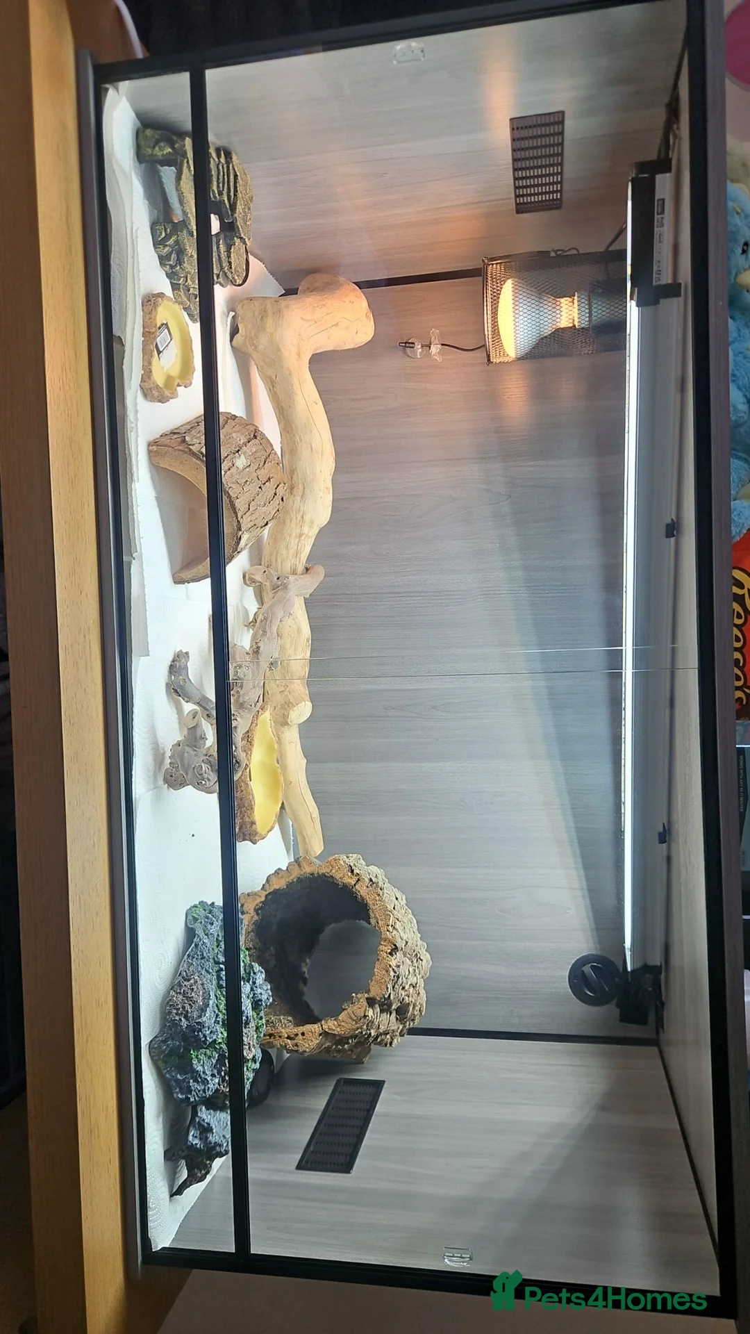 Bearded Dragon reptiles for sale: 4 month old Beardie  in Worcester - Advert 2