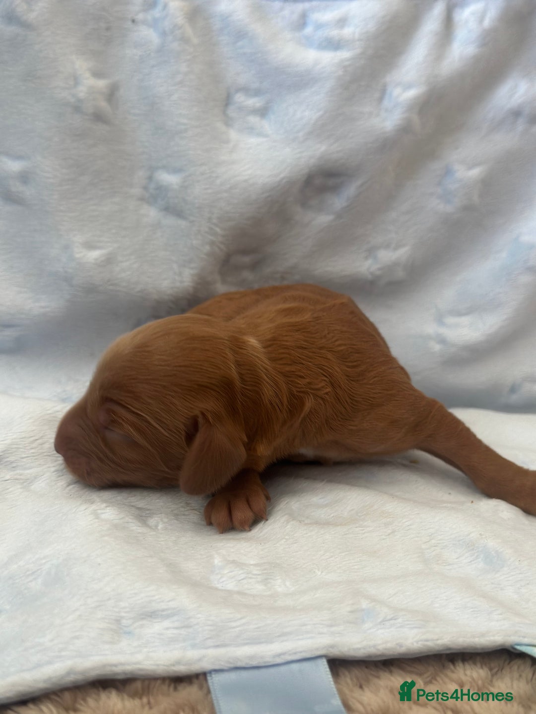 Cockapoo dogs for sale: Adorable F1B puppies born weekly pictures progress - Image 17