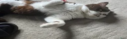 British Shorthair cats for sale: Very unusual British shorthair - Advert 22