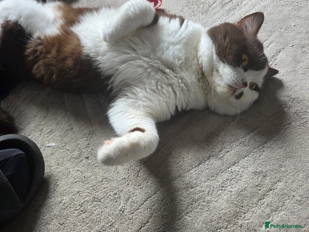 British Shorthair cats for sale: Very unusual British shorthair - Advert 22