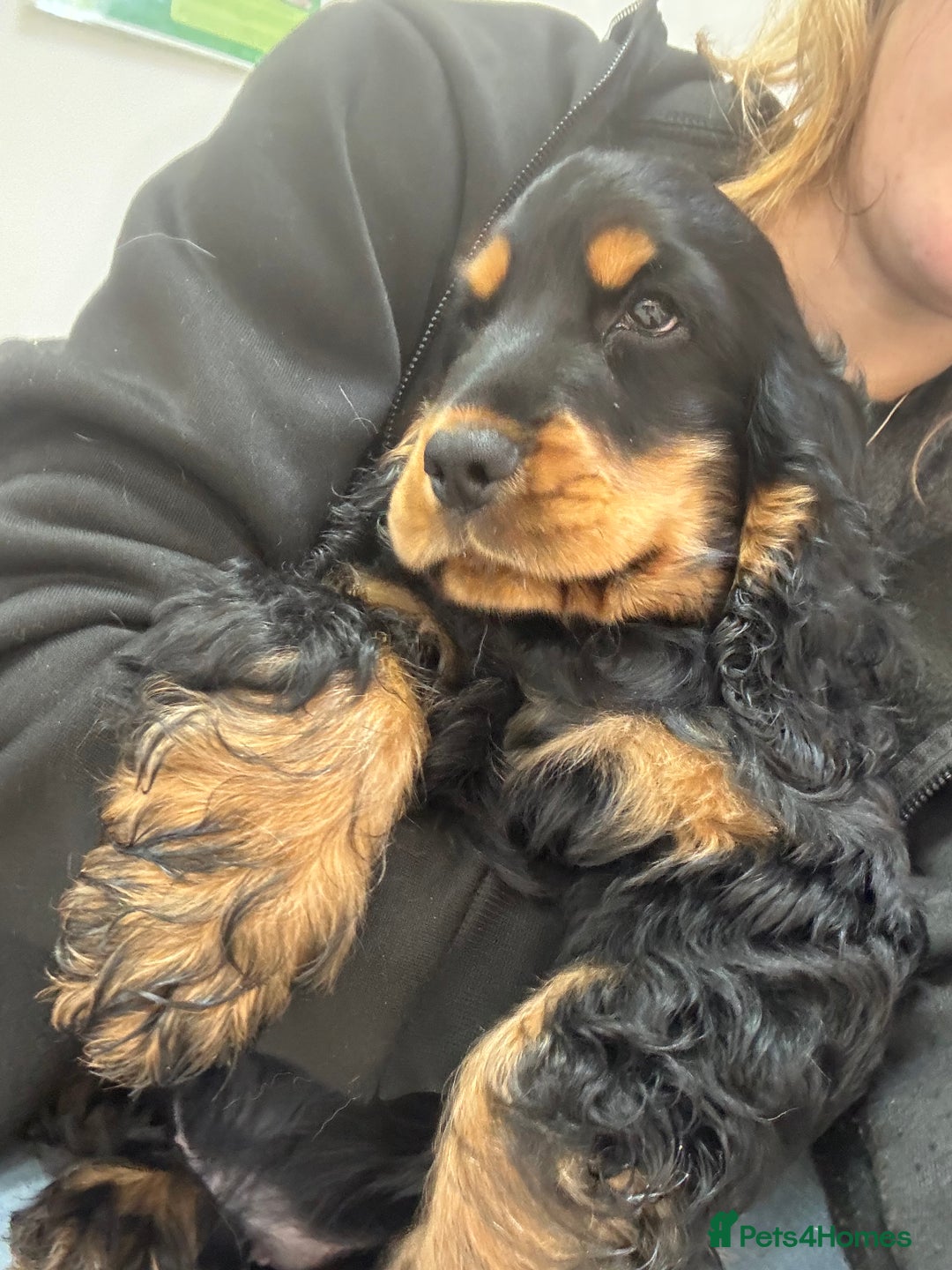 Cocker Spaniel dogs for sale: Sadly back available stunning show boy - Image 4