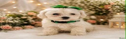 Maltipoo dogs for sale: £1000. 3 GIRLS LEFT . READY NOW . - Advert 20