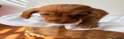 Cocker Spaniel dogs for sale: Beautiful working cocker spaniels  - Advert 6