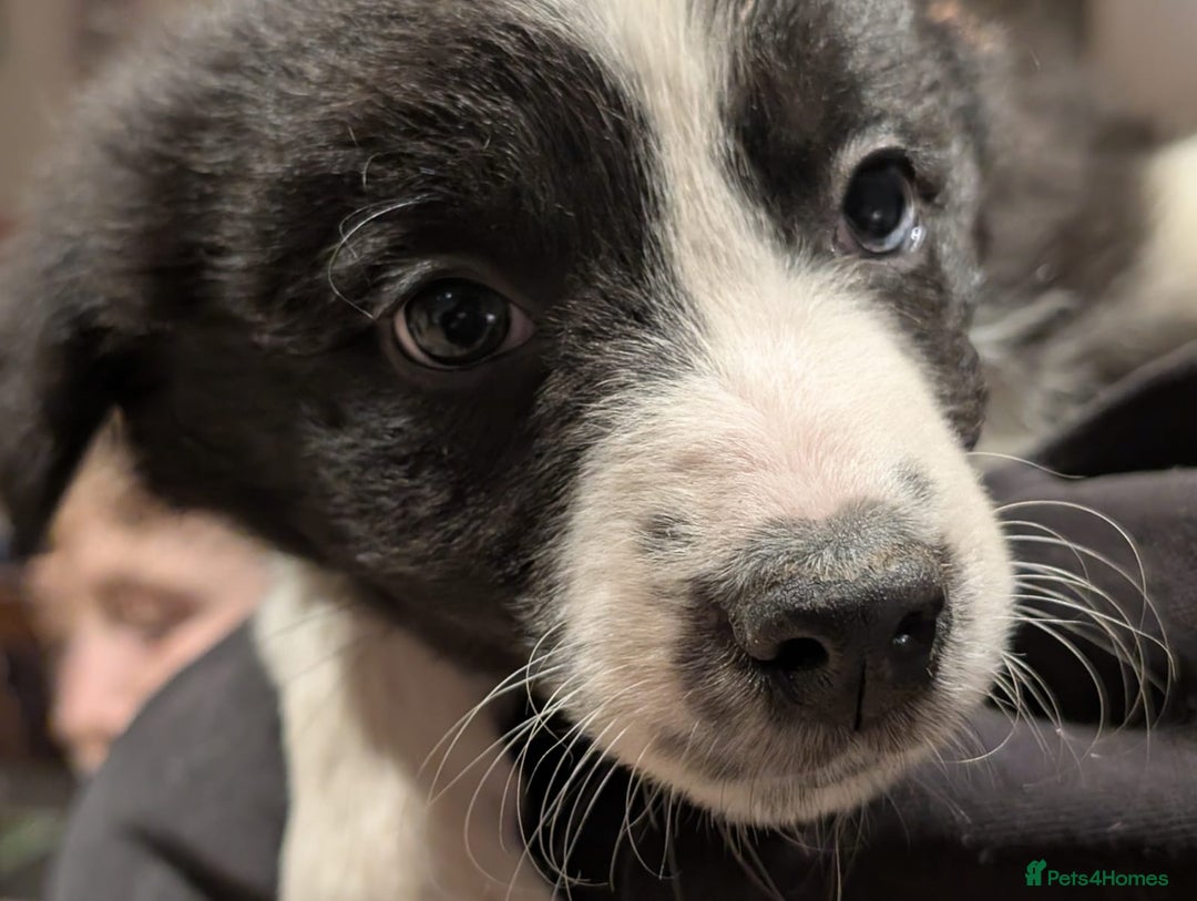 Border Collie dogs for sale: Border collie puppies merl and black/white - Advert 9