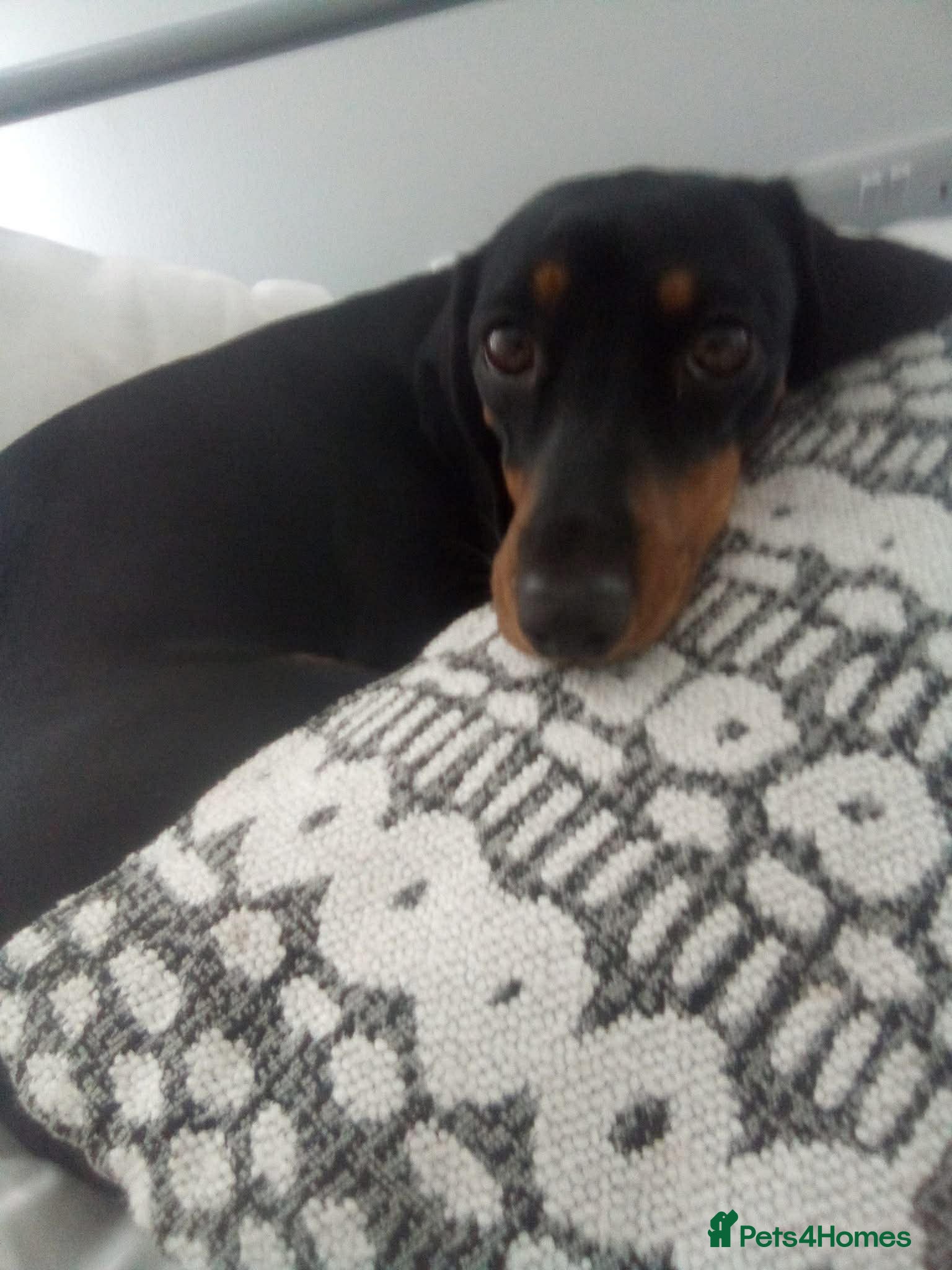 Mixed Breed dogs for sale: 🐾🐾 BEAUTIFUL DACHSHUND/SHI-POO PUPPIES . in Bridgend - Advert 10