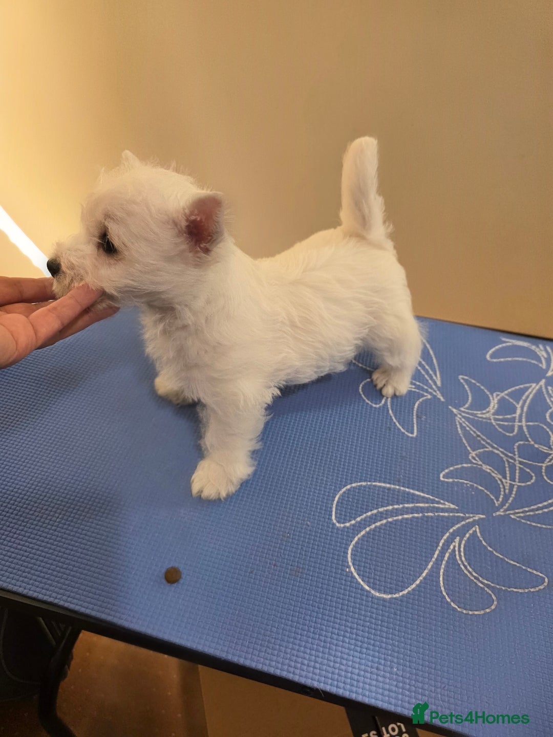 West Highland Terrier dogs for sale: Strong full of life and joy girls KC registered  - Advert 5