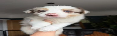 Border Collie 2