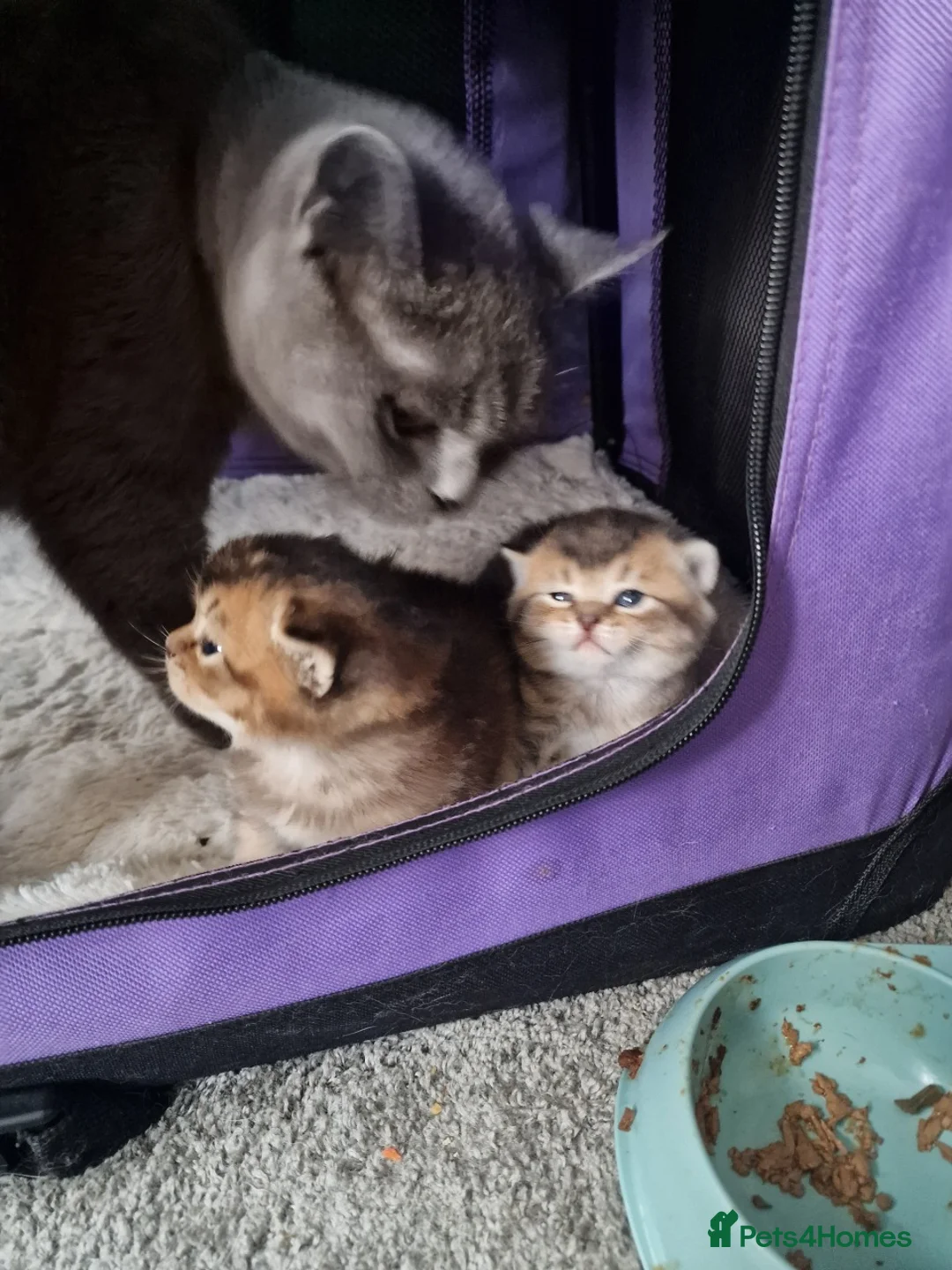 Scottish Fold cats for sale: 3/4 Scottish Fold and 1/4 British Blue kittens - Advert 2