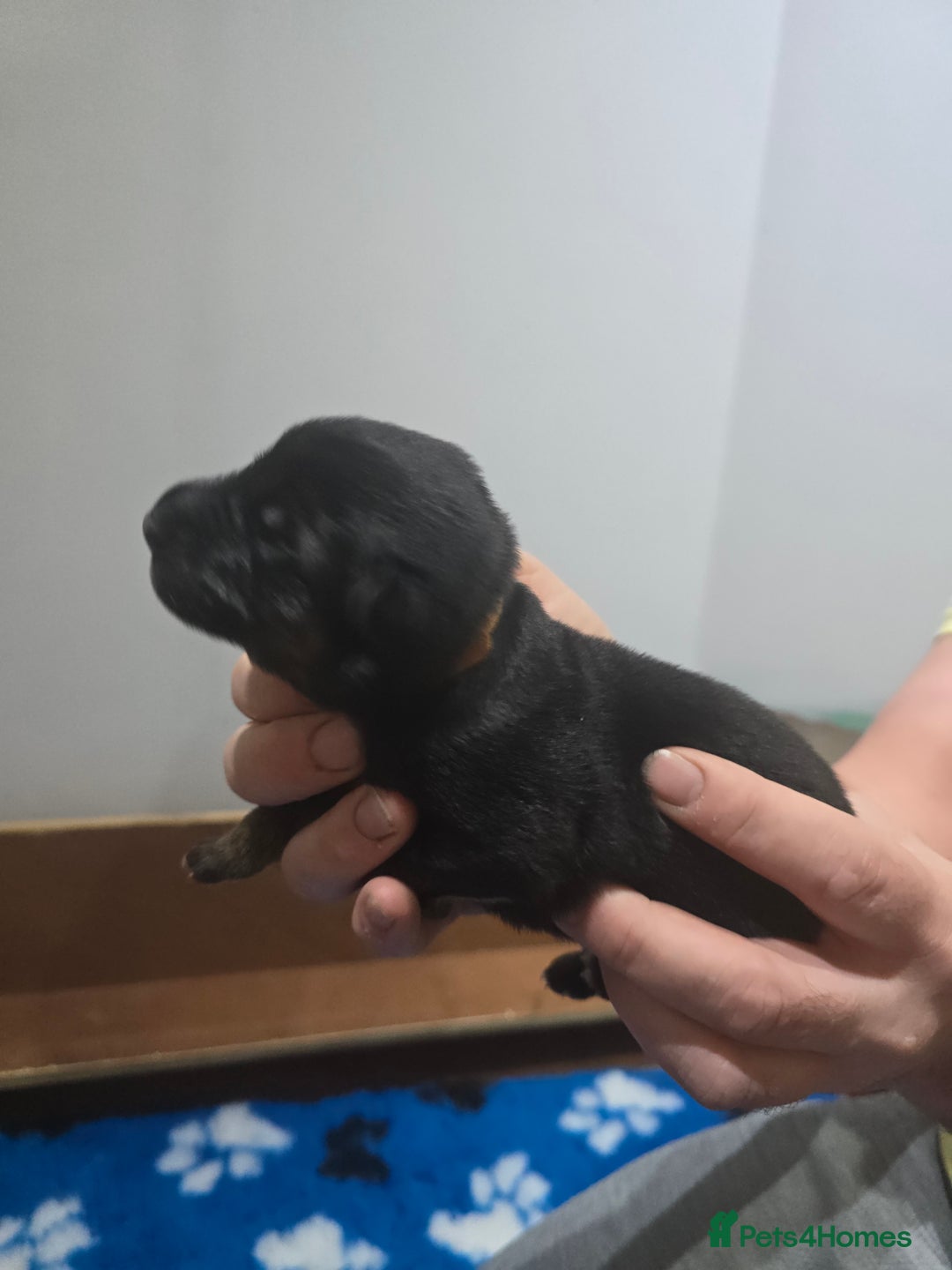 German Shepherd dogs for sale:  Exceptional German Shepherd Dog Puppies – KC Reg - Advert 13