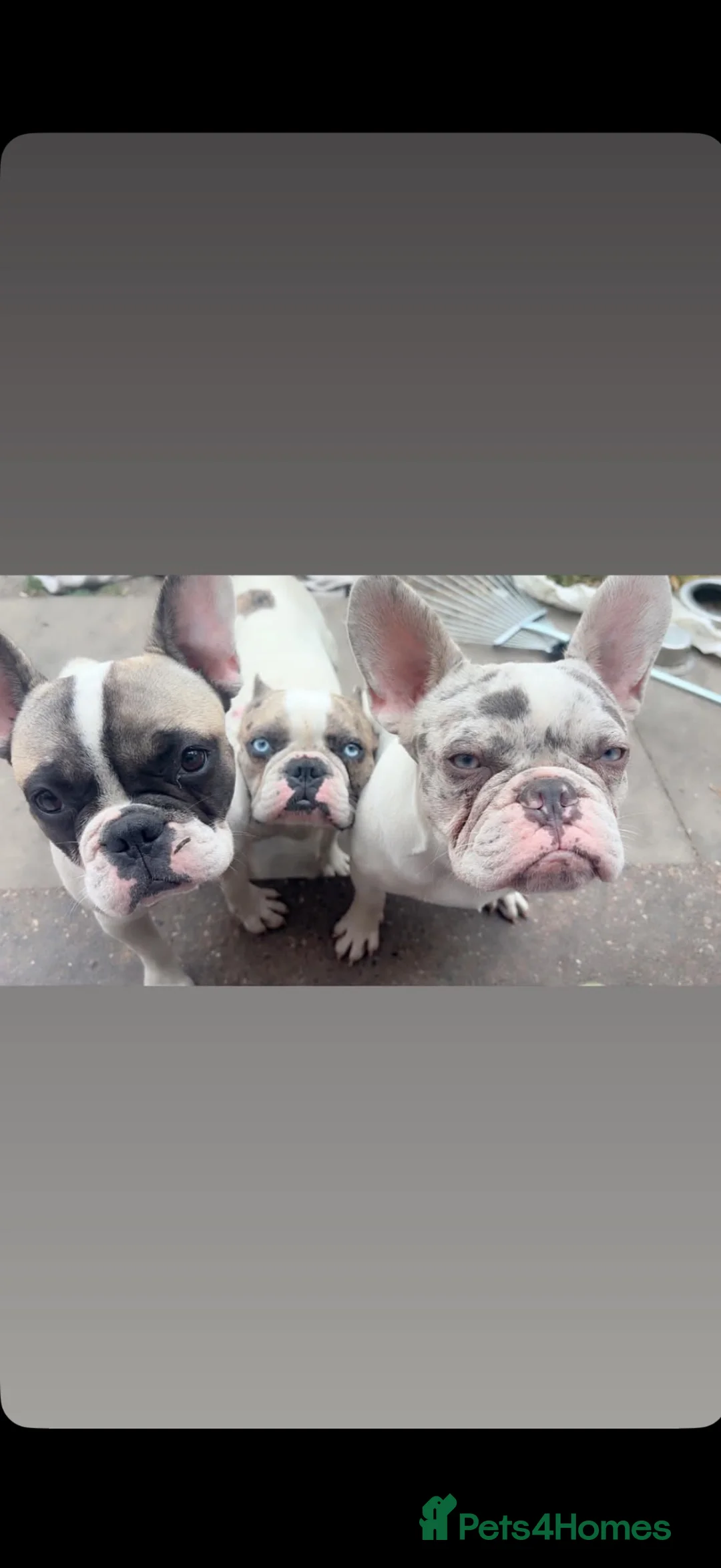 French Bulldog dogs for sale: Porcha  - Advert 2