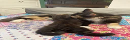 Mixed Breed cats for sale: Maine Coon mix - Advert 4
